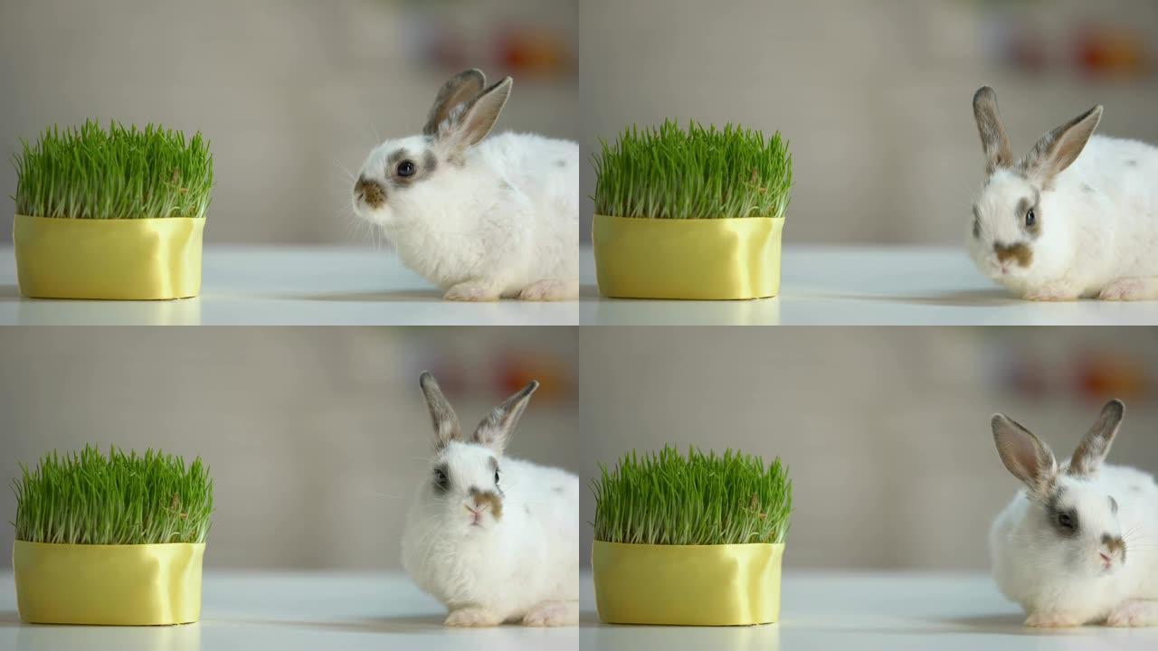 可爱家兔坐桌近绿色植物，健康宠物饮食，生态