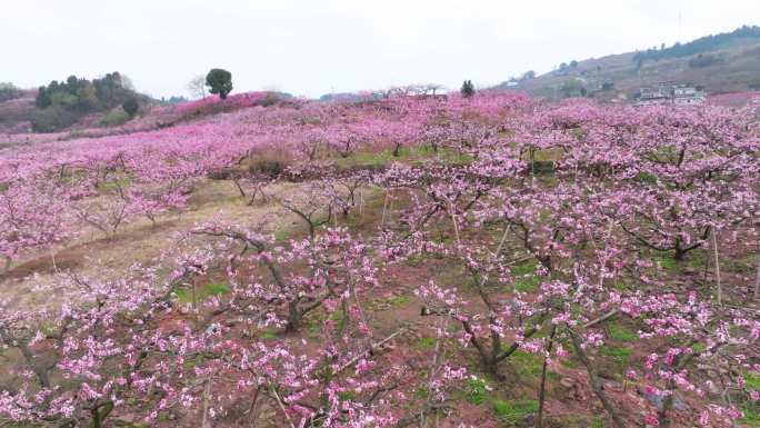 成都龙泉山桃花航拍