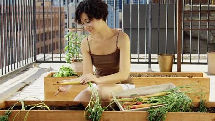 年轻的成年妇女在屋顶花园采摘胡萝卜