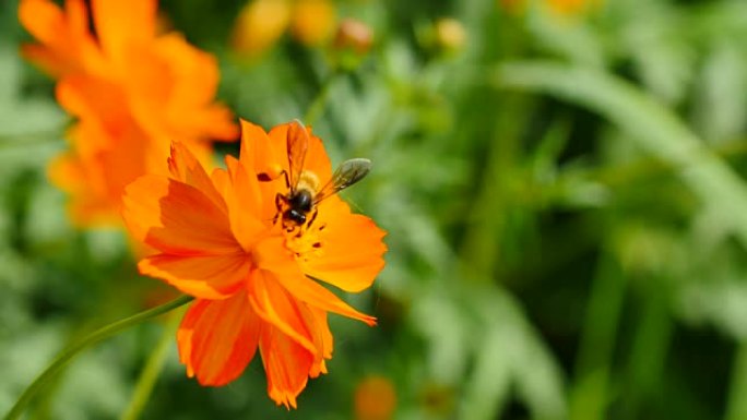 花上的蜜蜂。