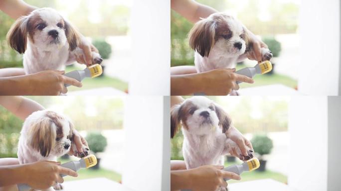 MS手持相机和颜色分级的选择性对焦。用于背景剪辑或插入镜头: 在梳理过程中，用手在狗中使用狗磨钉机。