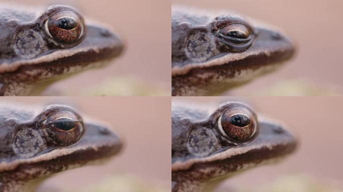 黑森林中一只敏捷青蛙的特写镜头