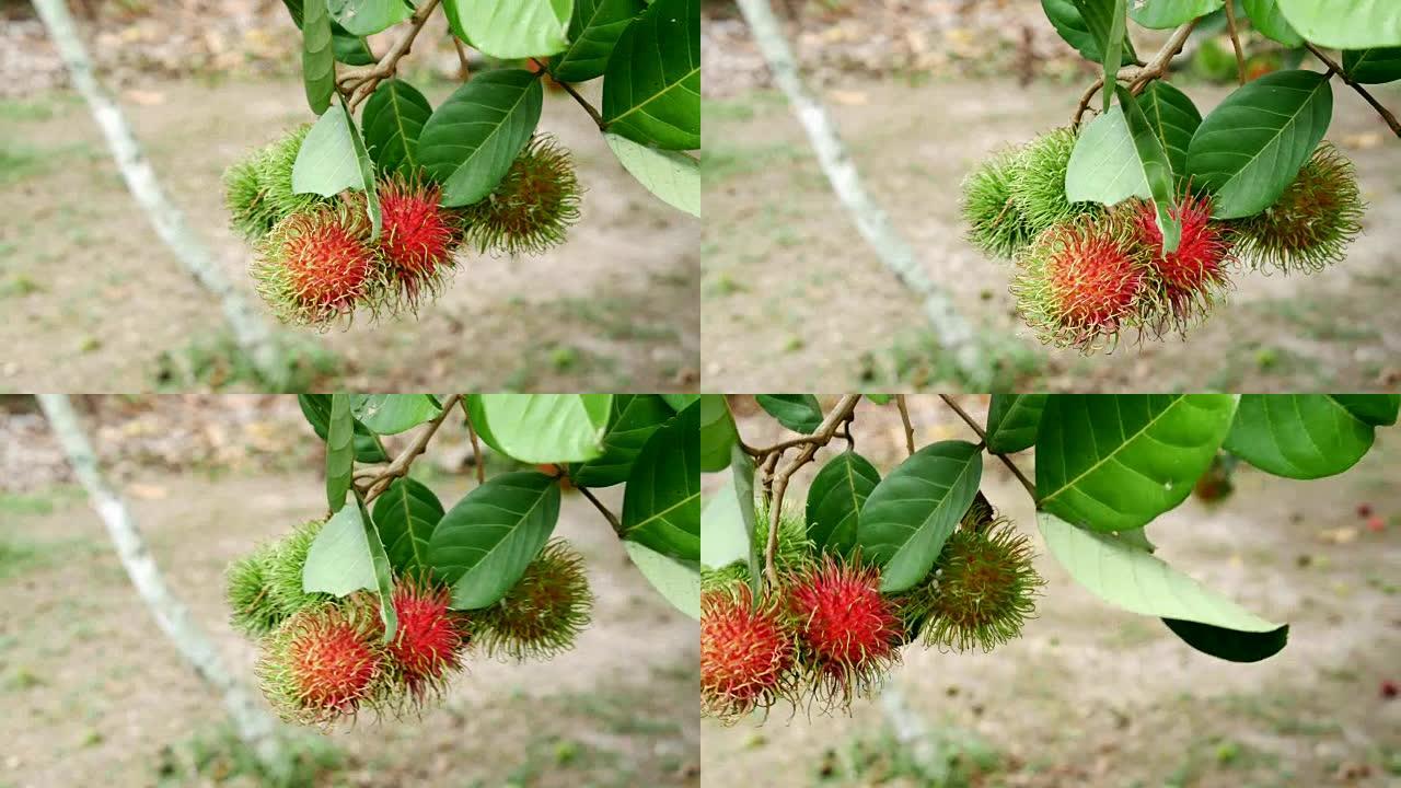 红毛丹果树.