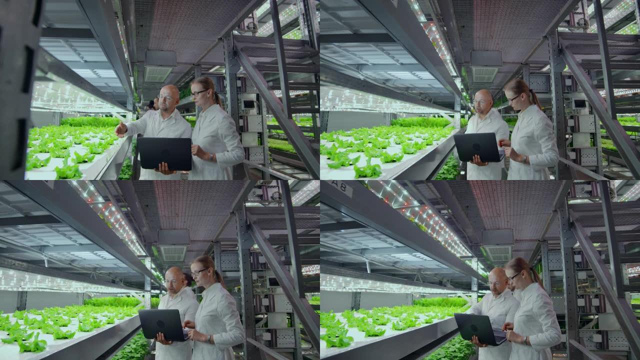 现代科学家集团生物技术科学家在白色西装与平板电脑工作有机水培蔬菜园在温室。