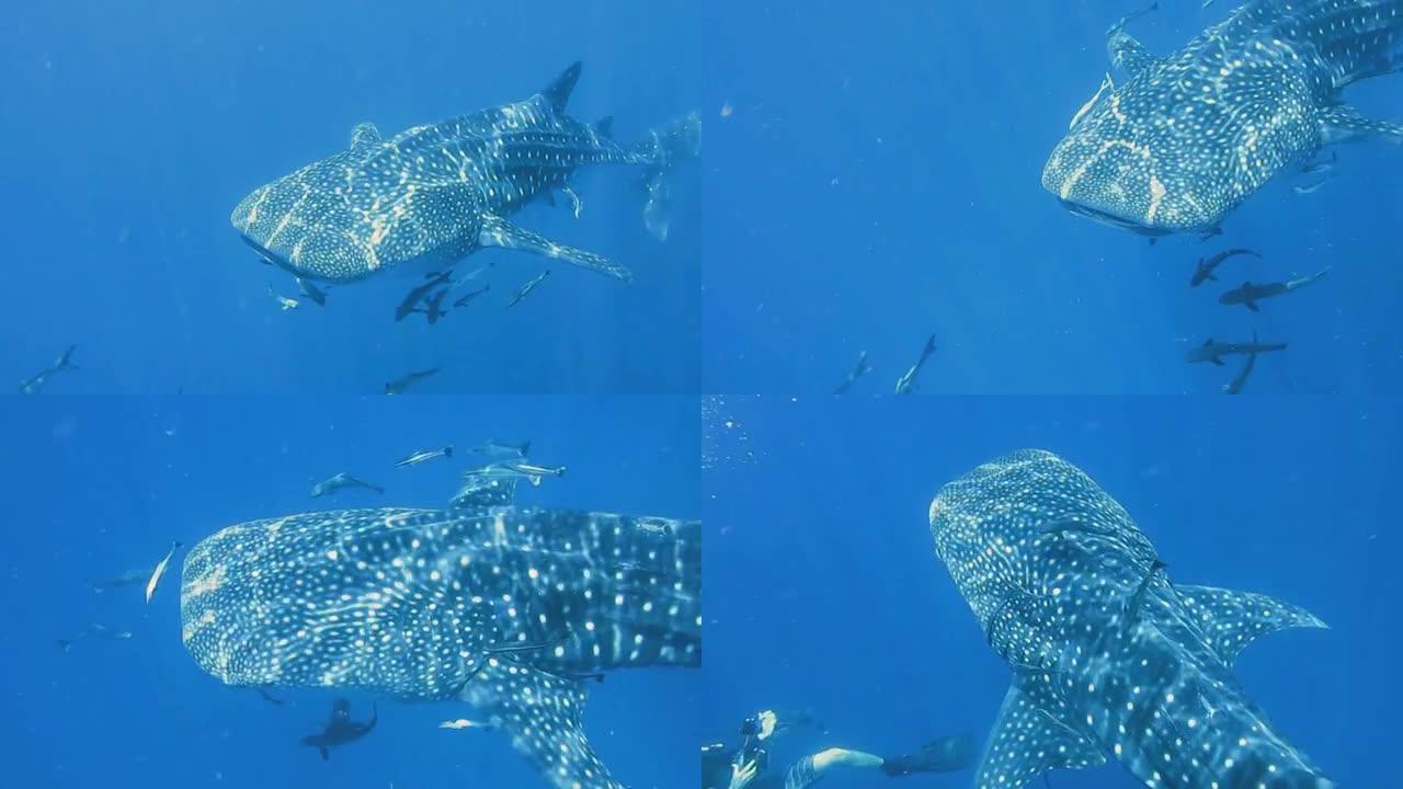 潜水员拍摄濒危物种远洋鲸鲨 (犀牛密码子类型)。地点为泰国安达曼海甲米甲哈群岛。