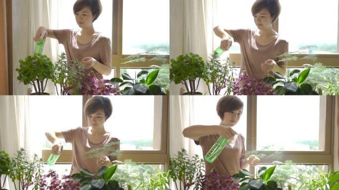 妇女在家里浇灌绿色植物