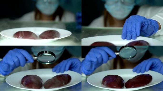 实验室科学家用放大镜检查肝脏样品食品专业知识