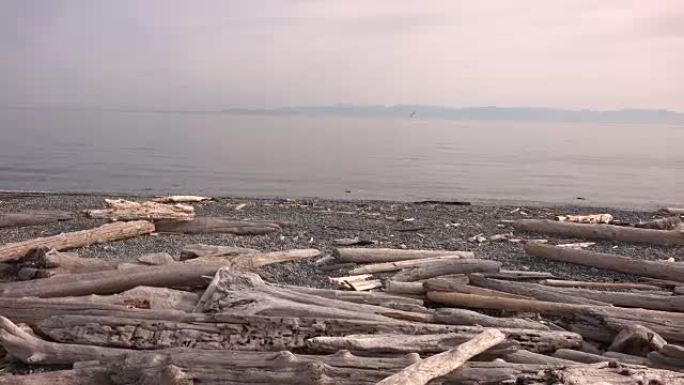西雅图海滩上的漂流木