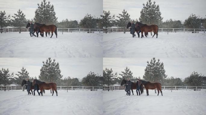 男人和女人带领两匹棕色的马在雪地冬季牧场聊天。