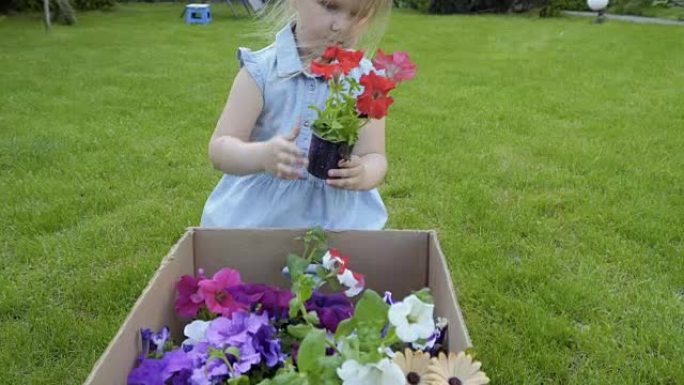 可爱的小女孩从绿色草地上的卡盒里拿出花盆里的花