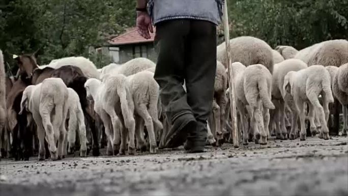 Transsumanza与牧羊人一起通过绵羊和山羊