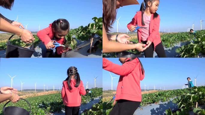 母女俩在农场采摘草莓