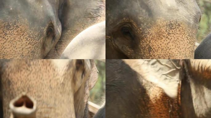 泰国的亚洲象亚洲象特写