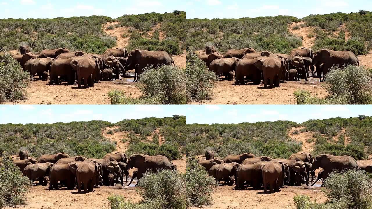 在水坑里的野生非洲大象