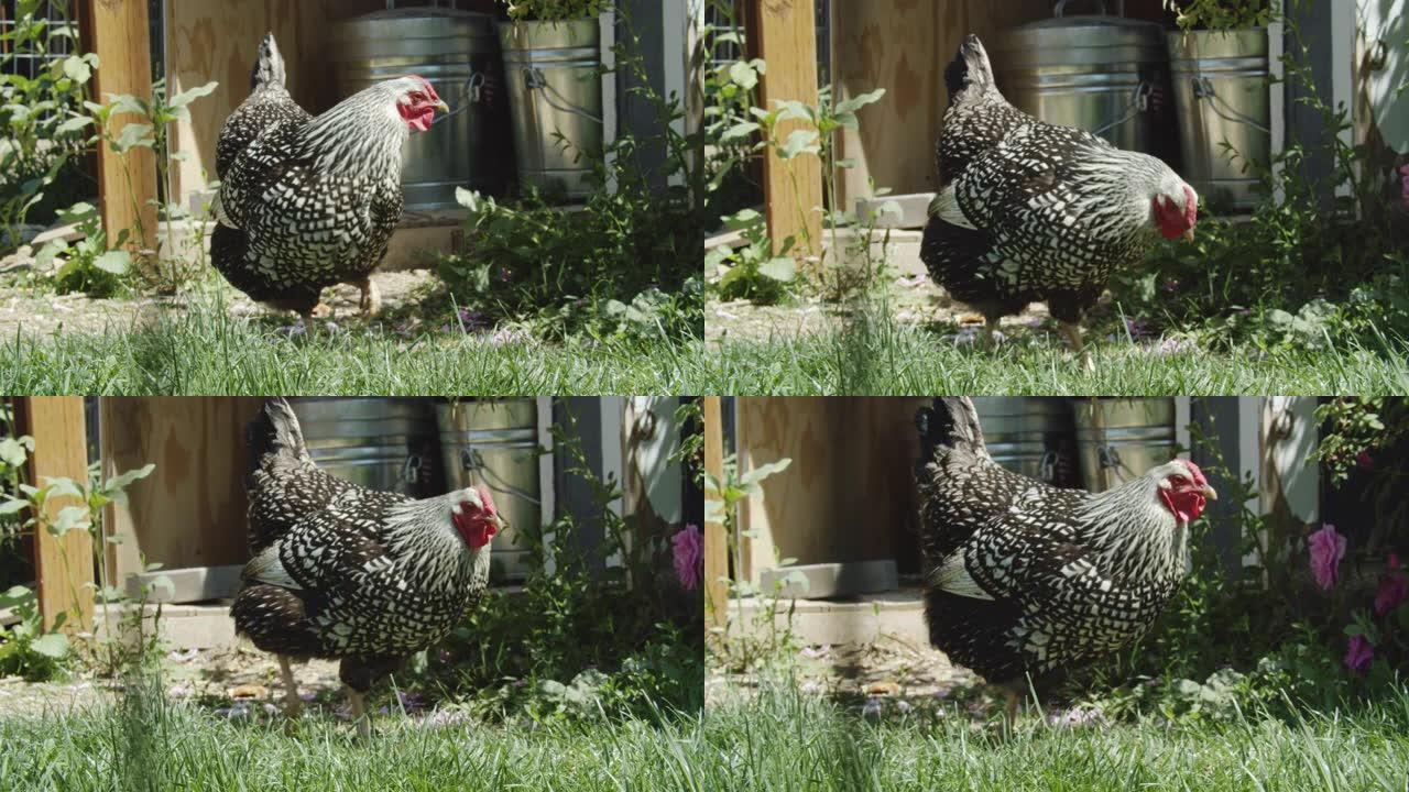 春天，一只大型的多色母鸡 (鸡) 在一个多草的住宅后院里走来走去，在阳光明媚的日子里寻找春天的食物