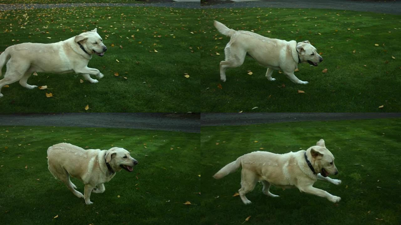 狗在草地上奔跑，慢动作