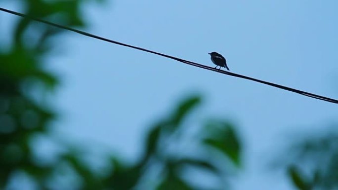 蓝天背景下雨后电线上的鸟