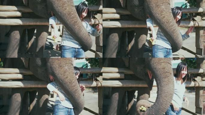 美女喂大象旅游互动游客亚洲象