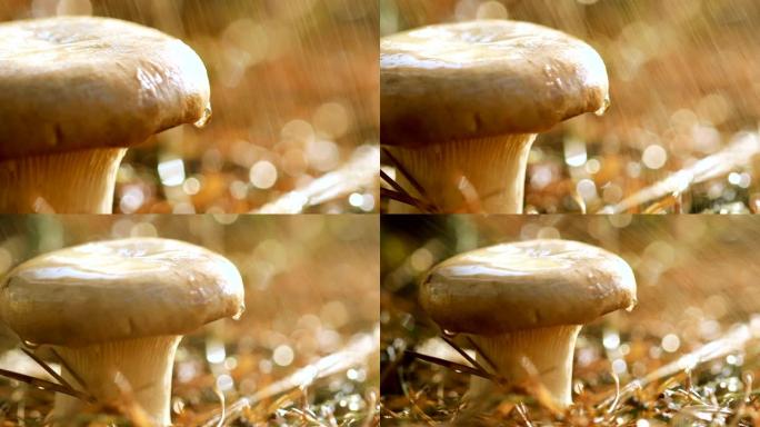 雨中在阳光明媚的森林里蘑菇牛肝菌。