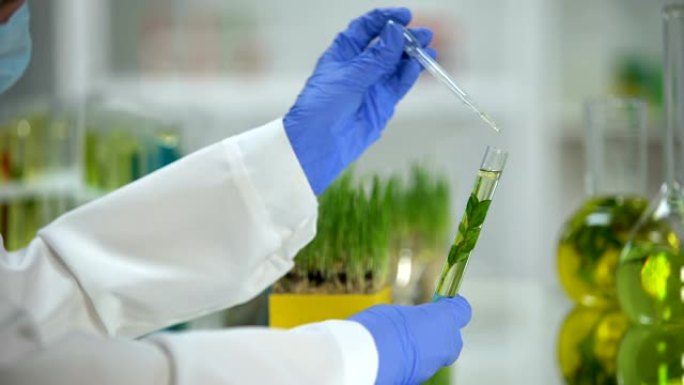 实验室助手用植物滴落液体，有机美容提取物