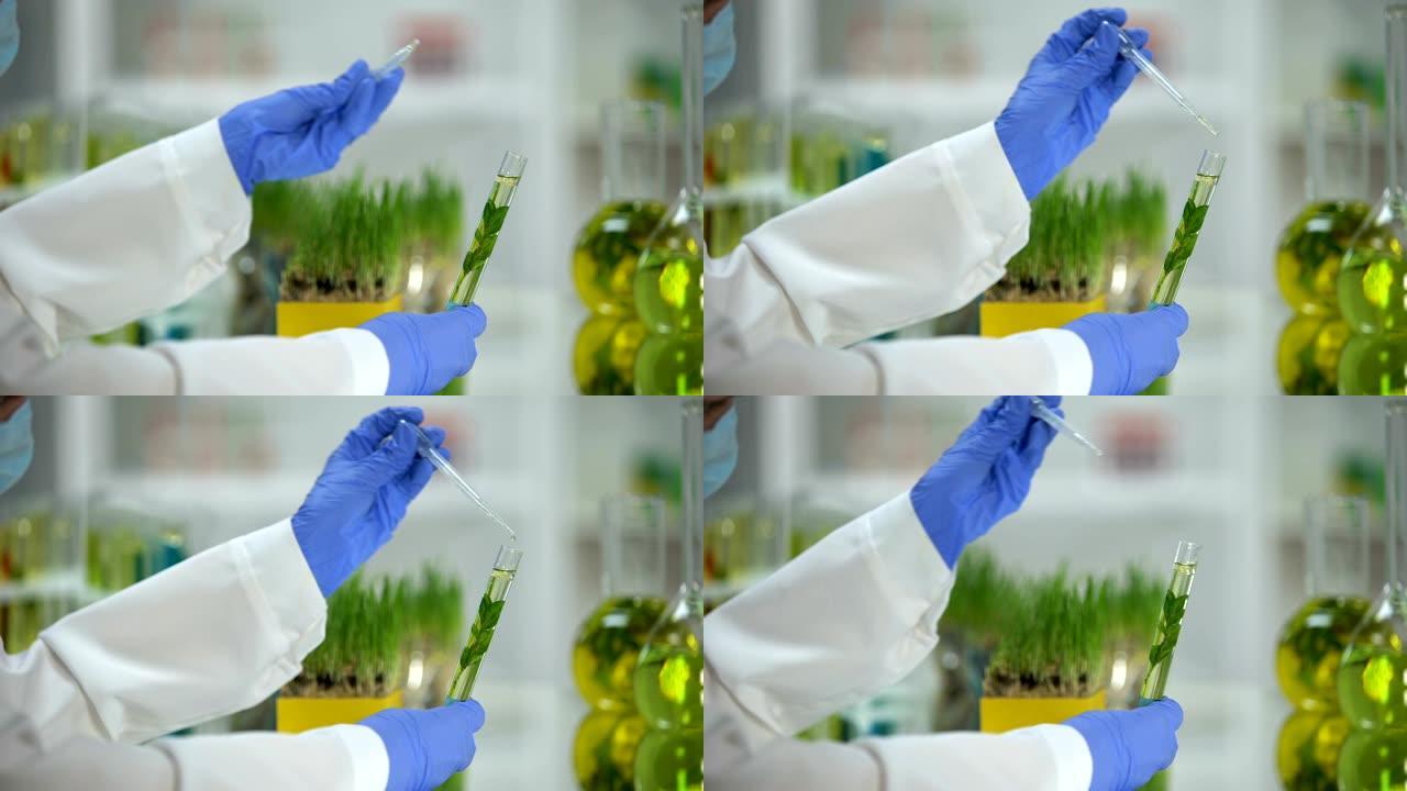 实验室助手用植物滴落液体，有机美容提取物