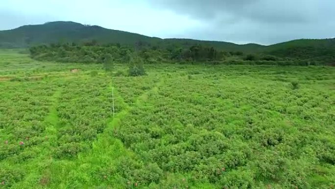 山上食用玫瑰植物的鸟瞰图