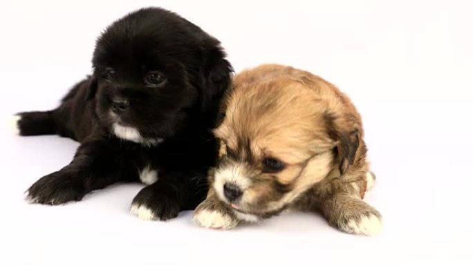两只新生的西施幼犬被隔离在白色背景上