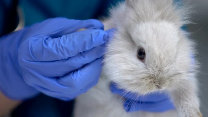 兽医检查兔爪是否受伤，诊断真菌性皮炎