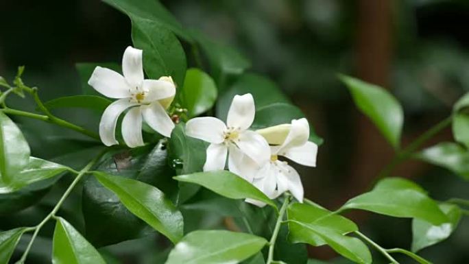 橙色茉莉花春天花开春季花儿春花秋月