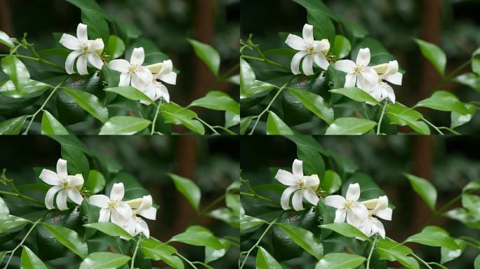 橙色茉莉花春天花开春季花儿春花秋月