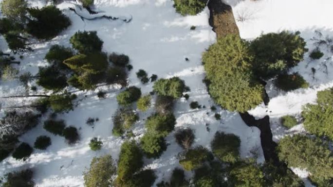 爱达荷州Trail Creek自上而下的无人机拍摄了从雪中生长出来的树木