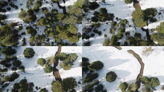 爱达荷州Trail Creek自上而下的无人机拍摄了从雪中生长出来的树木