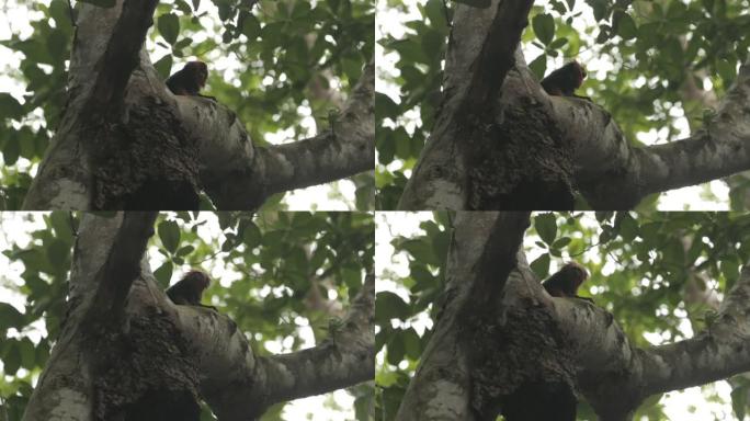 巴西树梢上金头狮猴的特写镜头
