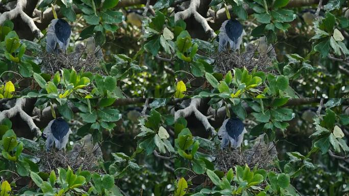 鸟 (黑冠夜鹭) 在树上的巢中带有挡板。