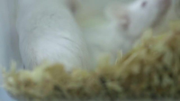 白色小鼠在实验室的笼子里生长