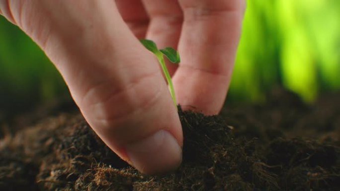用手种植在地下的绿色幼苗的特写宏。农民用手种下了一棵幼苗。在这个星球上种树。拯救地球和环境