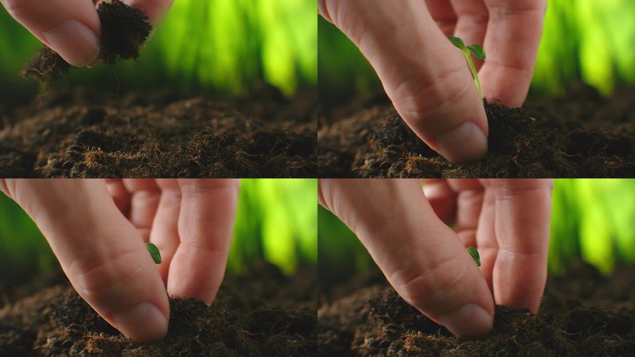 用手种植在地下的绿色幼苗的特写宏。农民用手种下了一棵幼苗。在这个星球上种树。拯救地球和环境