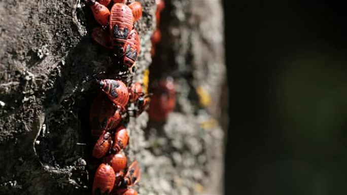 树上的红甲虫群。幼虫若虫聚集吸食树汁