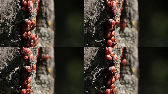 树上的红甲虫群。幼虫若虫聚集吸食树汁