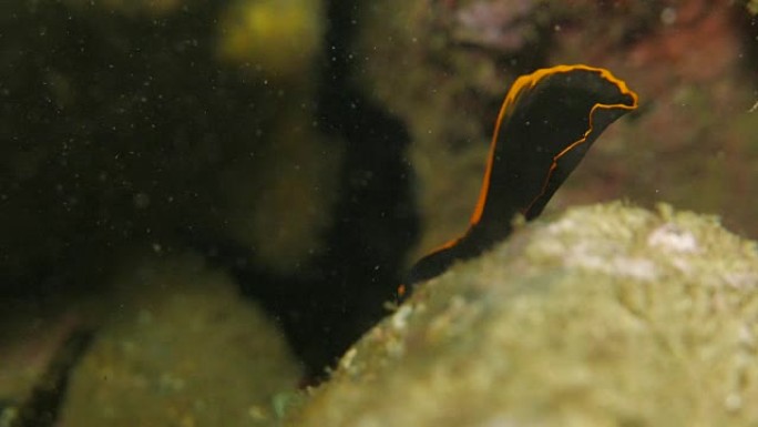 婴儿Spadefish (Platax)，宏观，海洋生物
