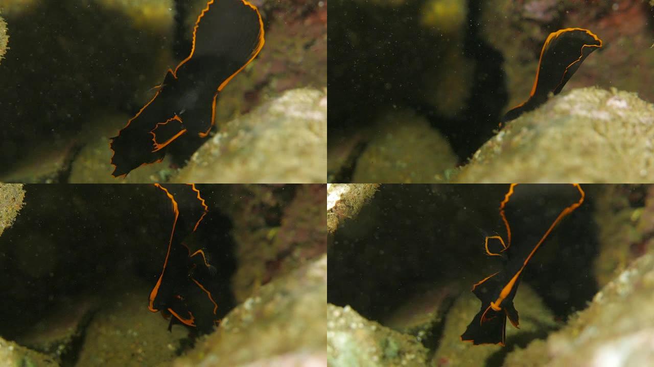 婴儿Spadefish (Platax)，宏观，海洋生物