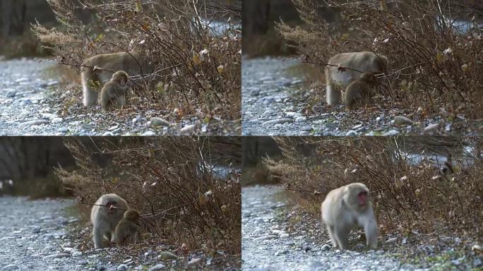 婴儿和母猴一起寻找食物
