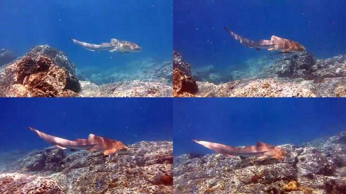 斑马豹鲨 (Stegostoma fasciatum) 游泳。这条鲨鱼附有一条Remora (Ech