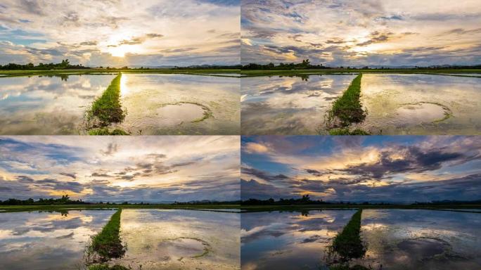 稻田和水反射日至日落时分。