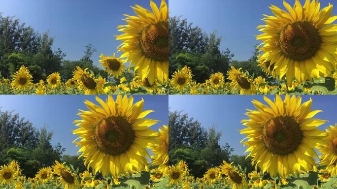 夏天美丽的黄色向日葵。