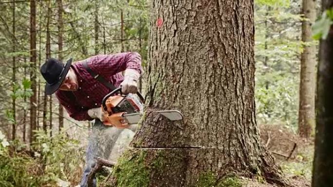 伐木工人用电锯将水平切割成树