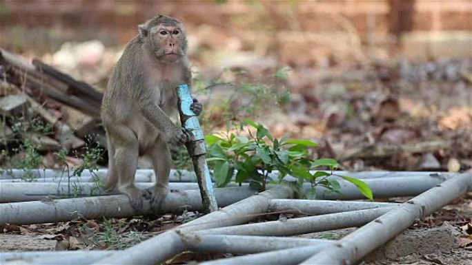 猴子饮用水管道