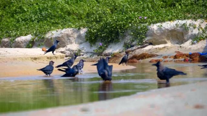 一群黑乌鸦坐在河边，喝水和洗澡