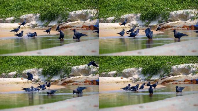 一群黑乌鸦坐在河边，喝水和洗澡
