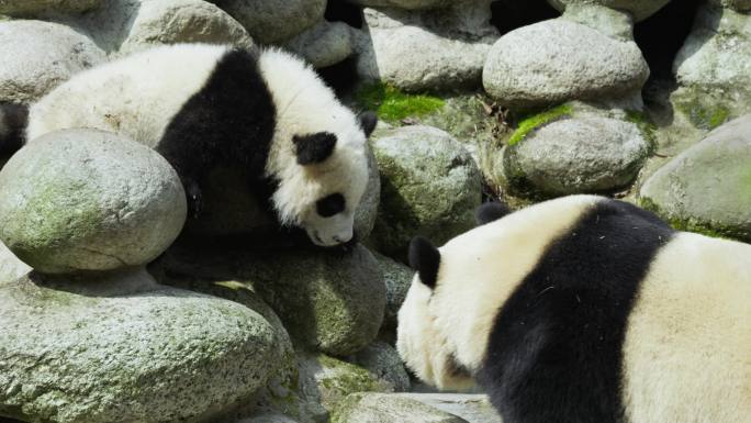 大熊猫妈妈和宝宝一起玩耍可爱幼崽